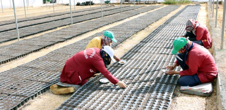 Kızıltepe’de 50 bin Çiçek Tohumu Toprakla Buluştu