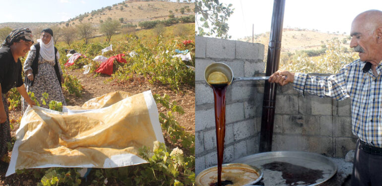 Mardin’de bağbozumu heyecanı başladı