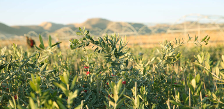 1 Milyona yakın bıtım ve zeytin fidanı üretimi gerçekleştirildi