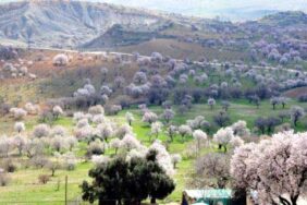 Mardin’de 48’i Endemik, 622 Bitki Türü Bulunuyor-1