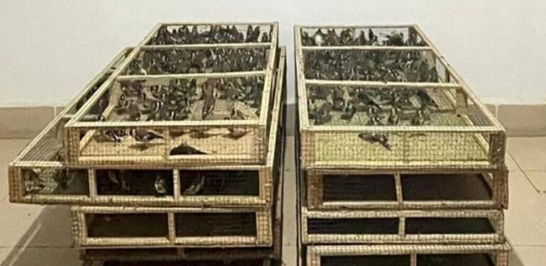 Mardin’de bin adet saka kuşu ele geçirildi