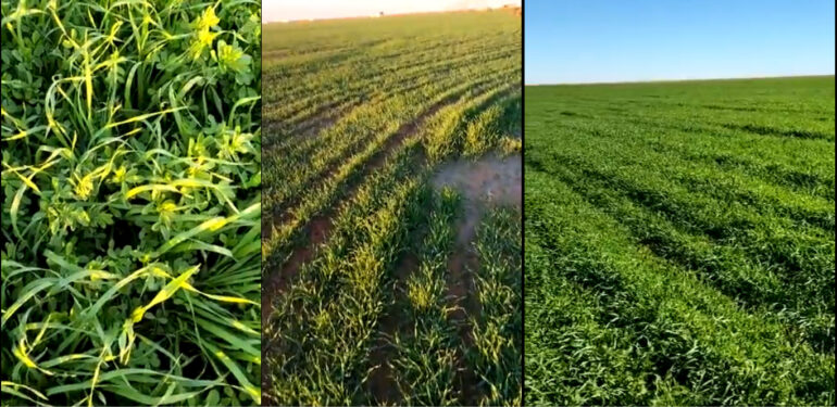 Mardin şirketi Cezayir’de tarıma başladı