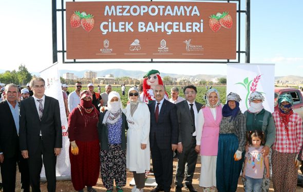 Mezopotamya Ovasında “Kızıltepe Çileği” üretim serüveni etkinliği