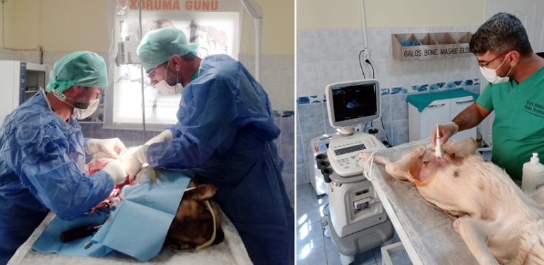 Rehabilitasyon Merkezi Sokak Hayvanlarını Hayata Bağlıyor