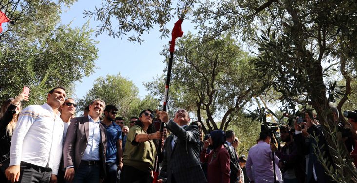 Derik’te zeytin hasat sezonu başladı