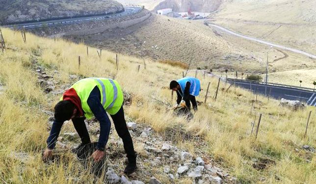 Mardin’de Palamut ve Mazı Meşesi ekimi devam ediyor