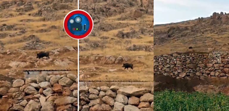 Ğurs dağlarında görülen domuz köylüleri endişelendiriyor (Videolu)