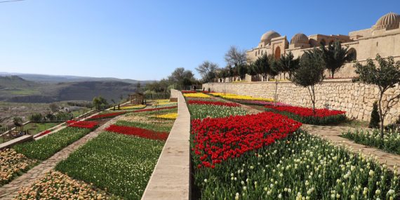 Kasımiye Medresesi, lalelerle bir başka güzel