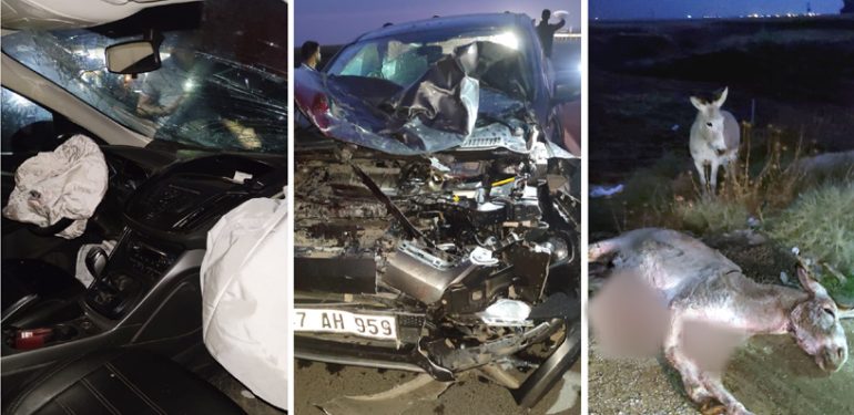 Eşek sürüsüne çarpan otomobil sürücüsü ölümden döndü!