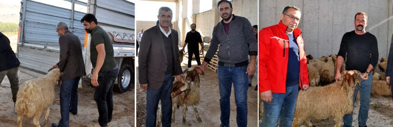 Kızıltepe’de yetiştiricilere küçükbaş hayvan desteği verildi