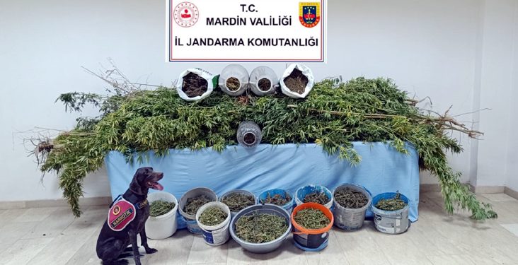 Ekim ayında 70 kg uyuşturucu, 148 kök keneviri ele geçirildi