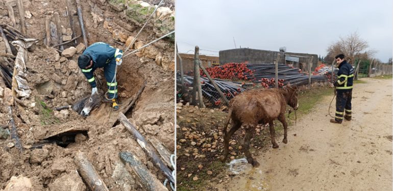 Foseptik çukuruna düşen eşeği İtfaiye kurtardı