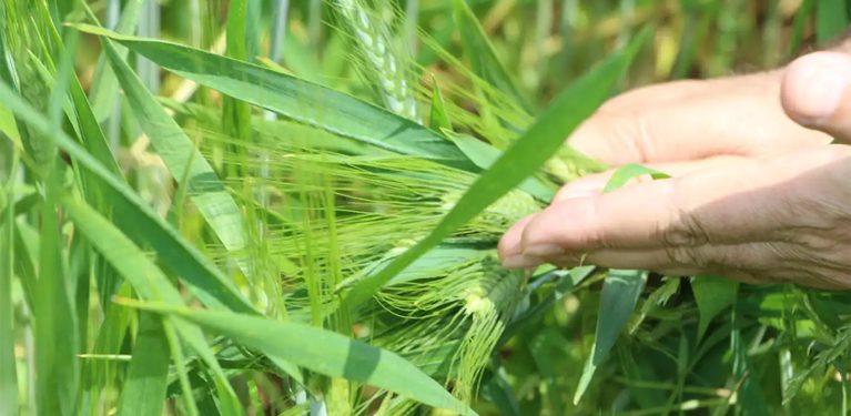 Mardin Ovası’nda bu yıl mahsullerden yüksek verim bekleniyor