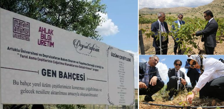 Mardin’de 18 Yerel üzüm çeşidinin Gen Bankası oluşturuluyor