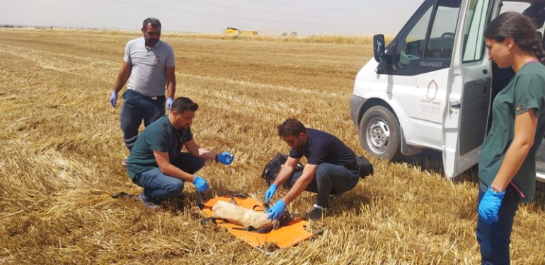 Biçerdöverin altında kalan köpek hayatını kaybetti