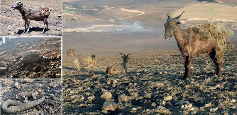 Binlerce yaralı doğa hayvanı, duyarlı veteriner ve sağlık ekibini bekliyor