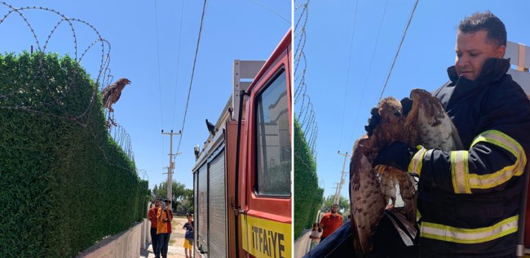 Ayağına ip dolanan Şahin’i itfaiye kurtardı