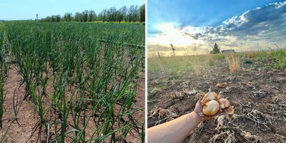 Satamadığı soğanı tarlada bedava dağıtıyor