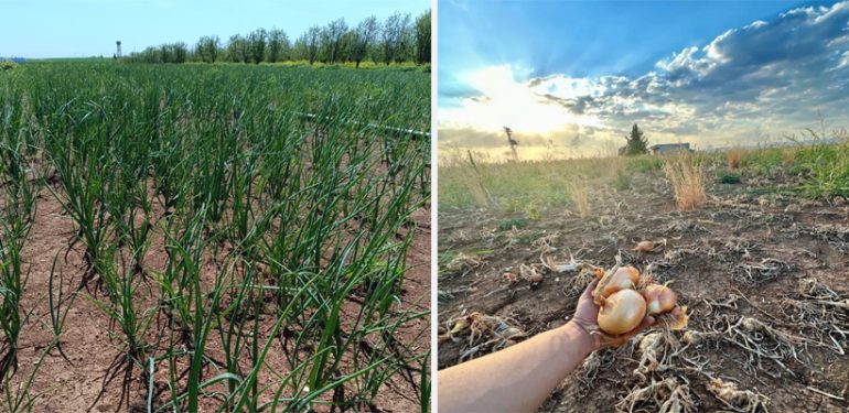 Satamadığı soğanı tarlada bedava dağıtıyor