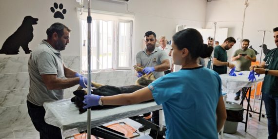 3 ayda 251 sokak hayvanı tedavi edildi