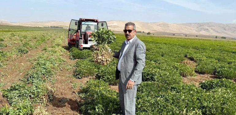 Mardin’de alternatif aday ürün: Yer fıstığı