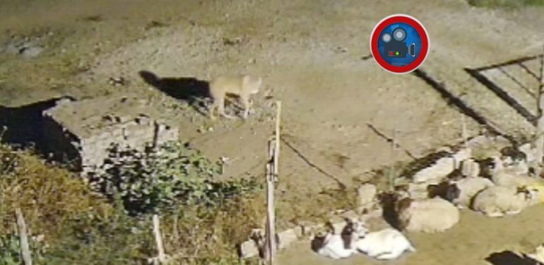 Kalp krizi geçiren köpeğinin ölümü kameraya yansıdı