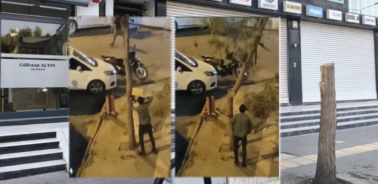 Kaldırımda bulunan 15 yıllık ağacı kestiler