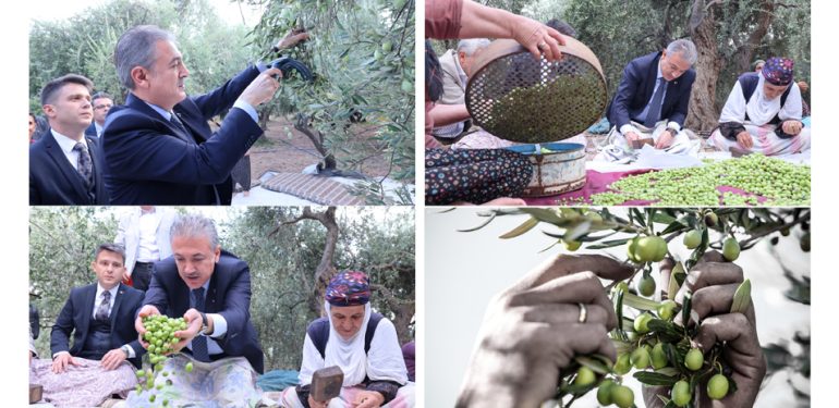 Vali Akkoyun, Derik’te zeytin hasadında zeytin topladı