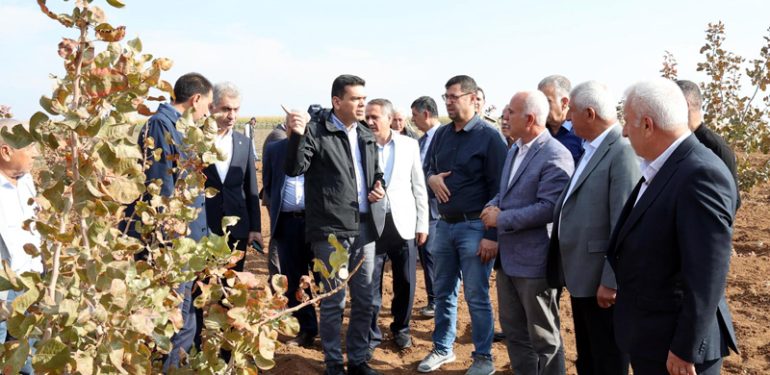 Kaymakam Şahin fıstık bahçelerinde incelemelerde bulundu