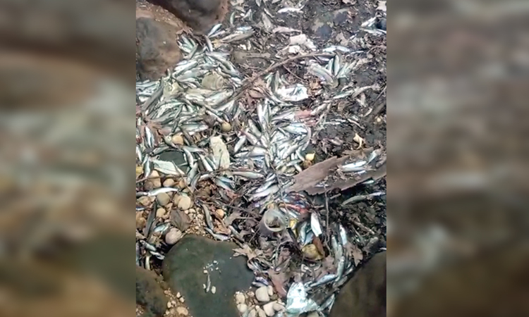 Suyu kuruyan derenin balıkları telef oldu!