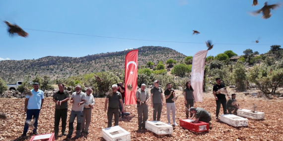 Mardin’de Doğaya 300 Kınalı Keklik Salındı