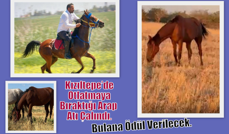 Çalınan Arap atını bulana ödül vaadi!