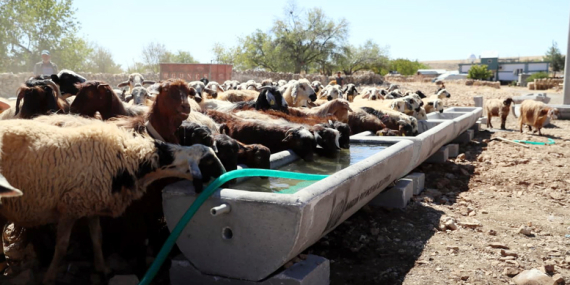 Büyükşehir Belediyesi’nden Hayvancılığa Destek