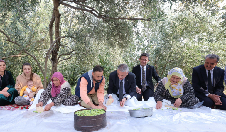 Vali Akkoyun Derik Zeytin Hasadına katıldı