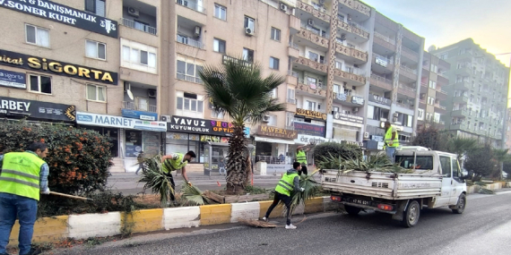 Orta Refüjlerde Ağaç Bakımı