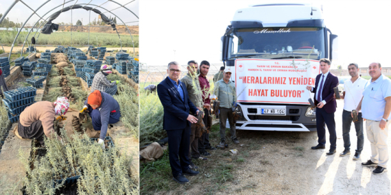 Meralar için 2 milyon tuz çalısı fidanı üretildi