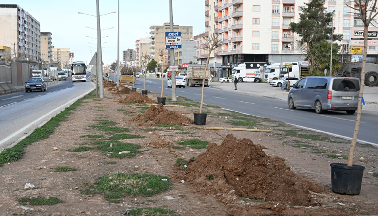 Kızıltepe’de Kavşak ve Refüjlerde Ağaçlandırma Çalışması