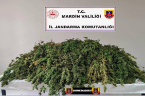 Skunk maddesi